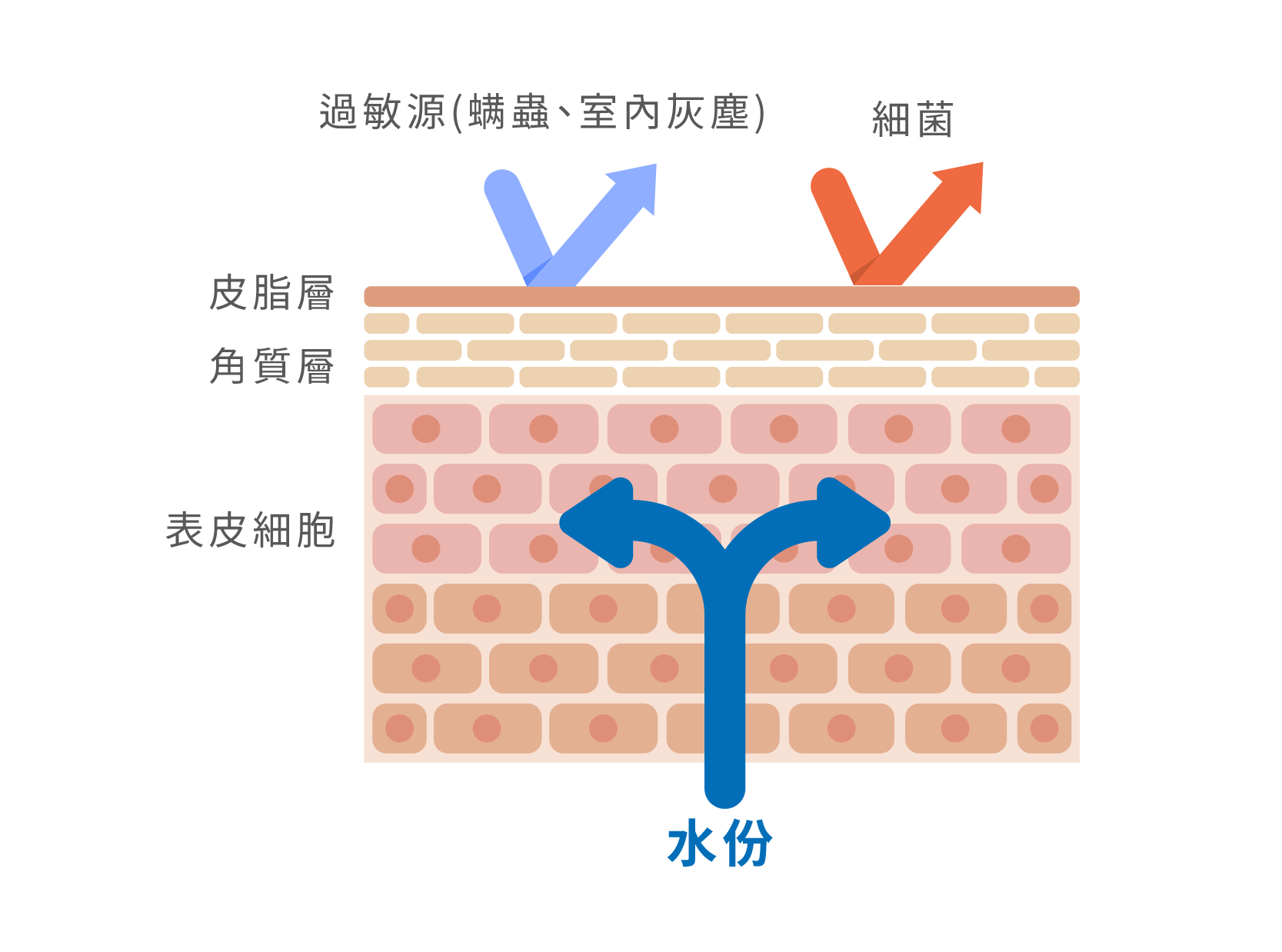 正常的肌膚屏障